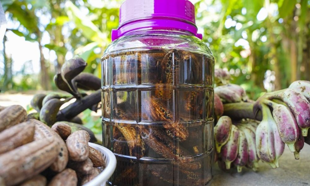 Rượu chuối hột có tác dụng chữa bệnh tốt Rượu chuối hột có tác dụng chữa bệnh tốt