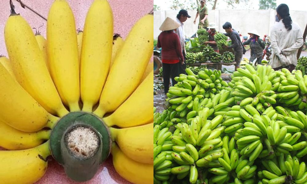 Chuối bơm thường được dùng để làm chuối sấy Chuối bơm thường được dùng để làm chuối sấy