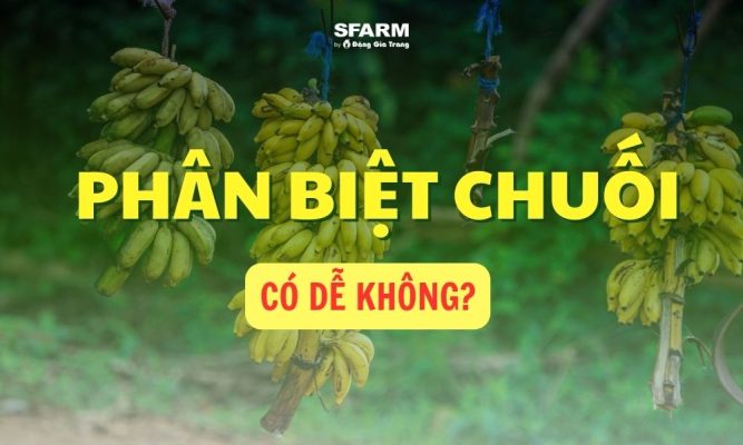 phân biệt các loại chuối