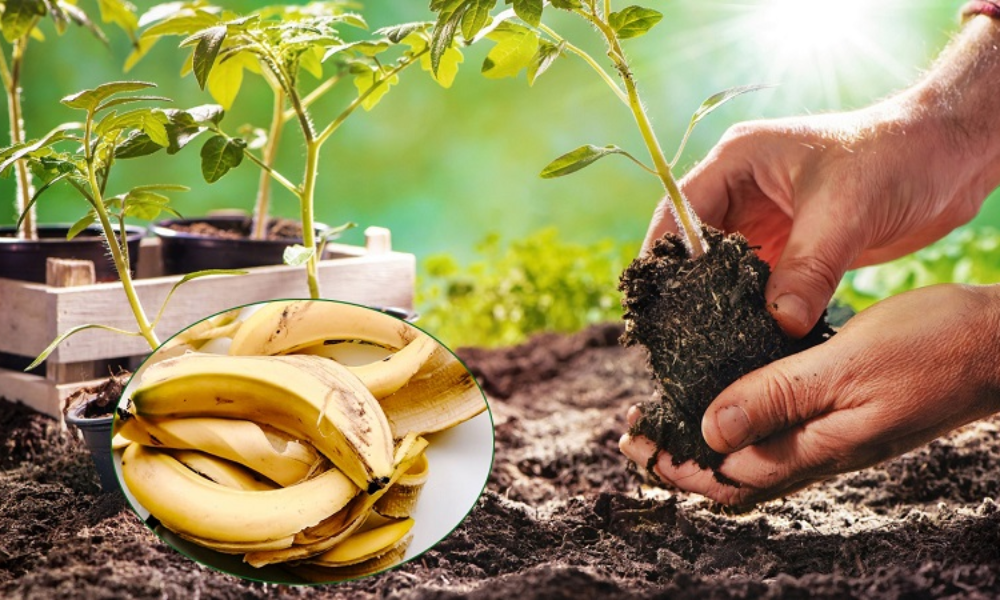 Vì sao nên làm phân bón từ chuối?