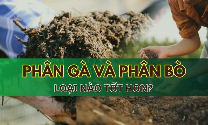 phân gà và phân bò phân nào tốt hơn