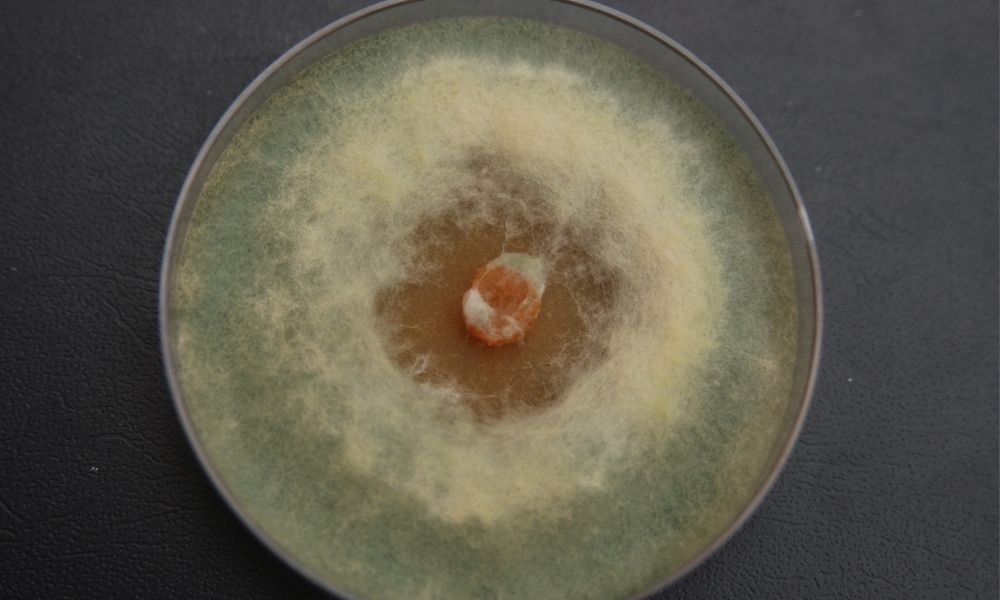 Nuôi cấy nấm Trichoderma là một phương pháp sinh học tuyệt vời để bảo vệ và cải thiện đất Nuôi cấy nấm Trichoderma là một phương pháp sinh học tuyệt vời để bảo vệ và cải thiện đất