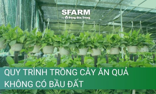 Quy trình trồng cây ăn quả không có bầu đất