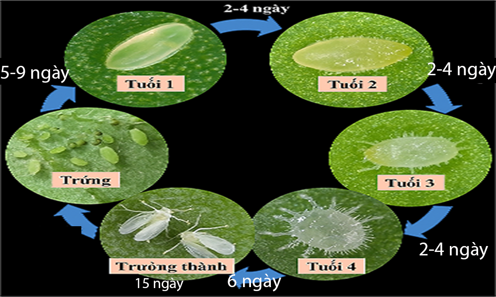 Đặc điểm sinh học và vòng đời