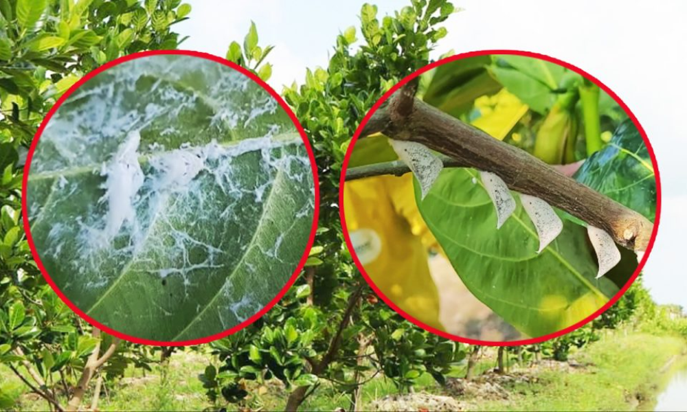 Nhận biết cây sầu riêng bị rầy phấn trắng