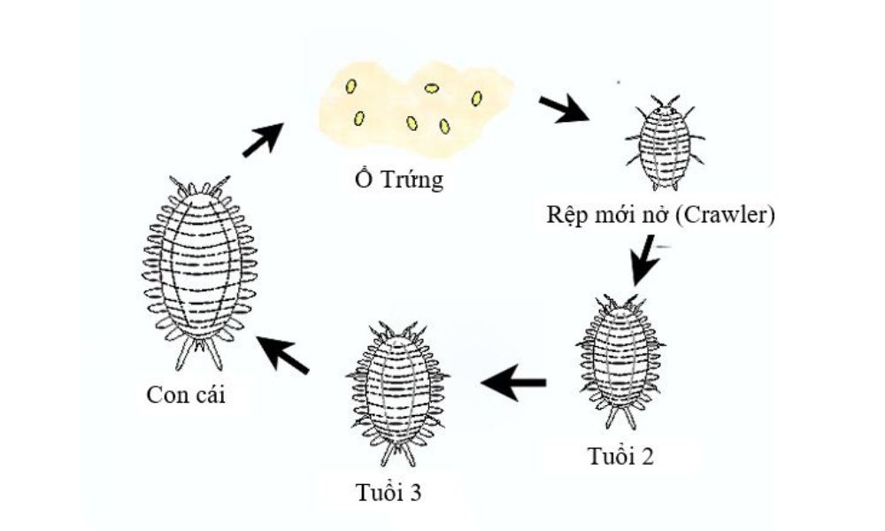 Vòng đời của rệp sáp là 26-40 ngày Vòng đời của rệp sáp là 26-40 ngày