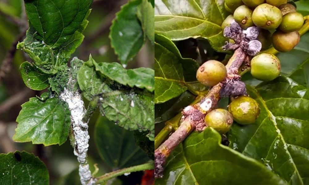 Rệp sáp hại cà phê gây hại ở nhiều bộ phận khác nhau trên cây Rệp sáp hại cà phê gây hại ở nhiều bộ phận khác nhau trên cây