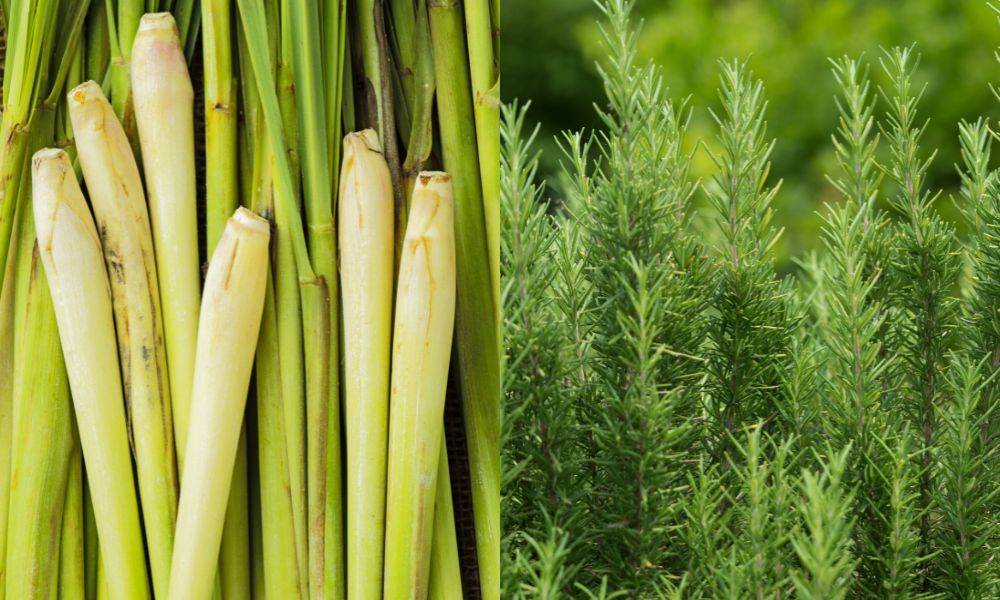 Trồng sả, hương thảo giúp xua đuổi côn trùng Trồng sả, hương thảo giúp xua đuổi côn trùng
