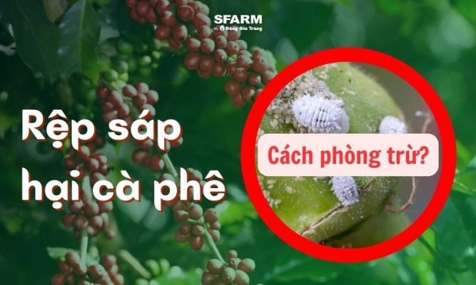 rệp sáp hại cà phê