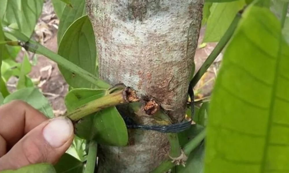 Bệnh rụng đốt trên cây tiêu là gì?