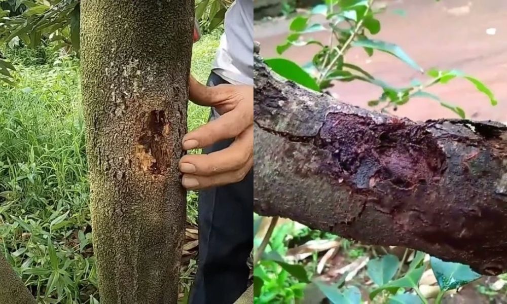 Sâu đục thân sầu riêng tạo vết thương, dẫn đến xì mủ ở cây Sâu đục thân sầu riêng tạo vết thương, dẫn đến xì mủ ở cây