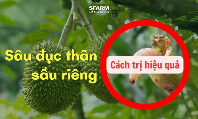 sâu đục thân sầu riêng