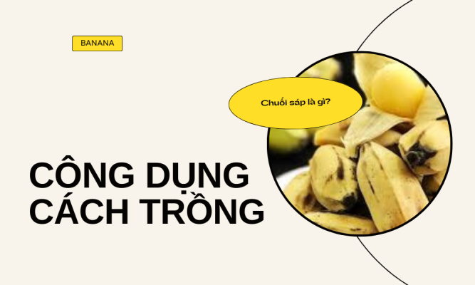 Chuối sáp là gì? Tác dụng, cách trồng và lý do nên có trong vườn nhà bạn