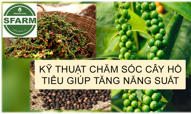 Kỹ thuật chăm sóc cây hồ tiêu giúp tăng năng suất và chất lượng hạt