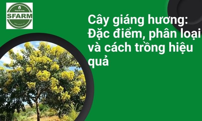 thumb giang huong