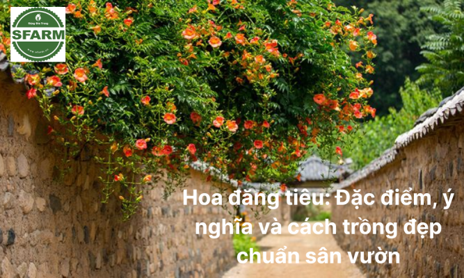 Hoa đăng tiêu: Đặc điểm, ý nghĩa và cách trồng đẹp chuẩn sân vườn