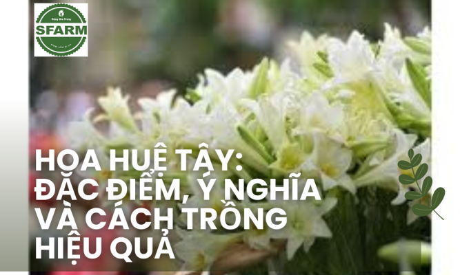 Hoa huệ tây: Đặc điểm, ý nghĩa và cách trồng hiệu quả