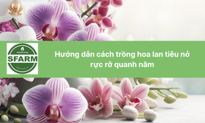 Hướng dẫn cách trồng hoa lan tiêu nở rực rỡ quanh năm