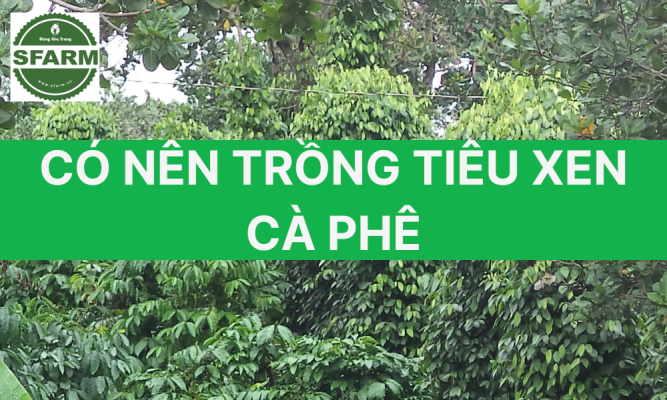Kỹ thuật trồng tiêu xen cà phê tăng thu kép bền vững cho nông hộ