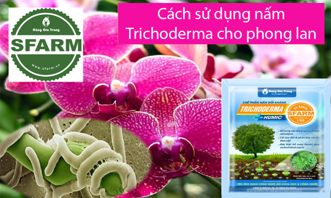 Cách sử dụng nấm Trichoderma cho phong lan đúng chuẩn, hiệu quả cao
