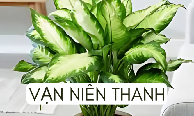 Cây vạn niên thanh: Ý nghĩa phong thủy, cách trồng và chăm sóc đúng cách