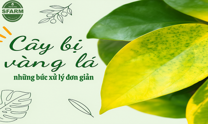 Cây hồ tiêu bị vàng lá: Nguyên nhân và cách trị hiệu quả