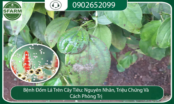 thumn benh dot la tren cay tieu