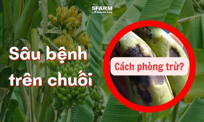 phòng trừ sâu bệnh trên chuối