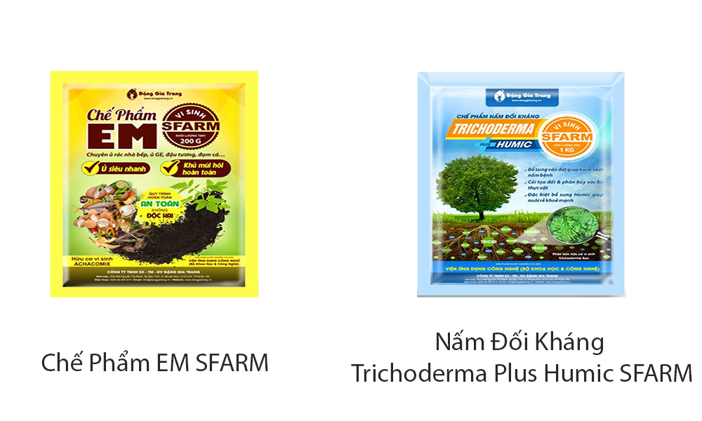 Cách xử lý bệnh rụng đốt theo quy trình 3 bước (ưu tiên sinh học)