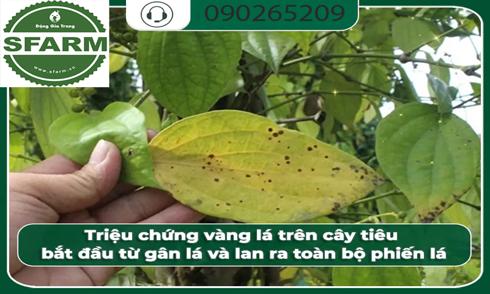 Tổng quan về hiện tượng cây hồ tiêu bị vàng lá