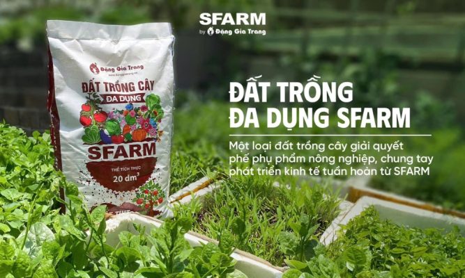 Nguyên nhân đất có nấm Nguyên nhân đất có nấm