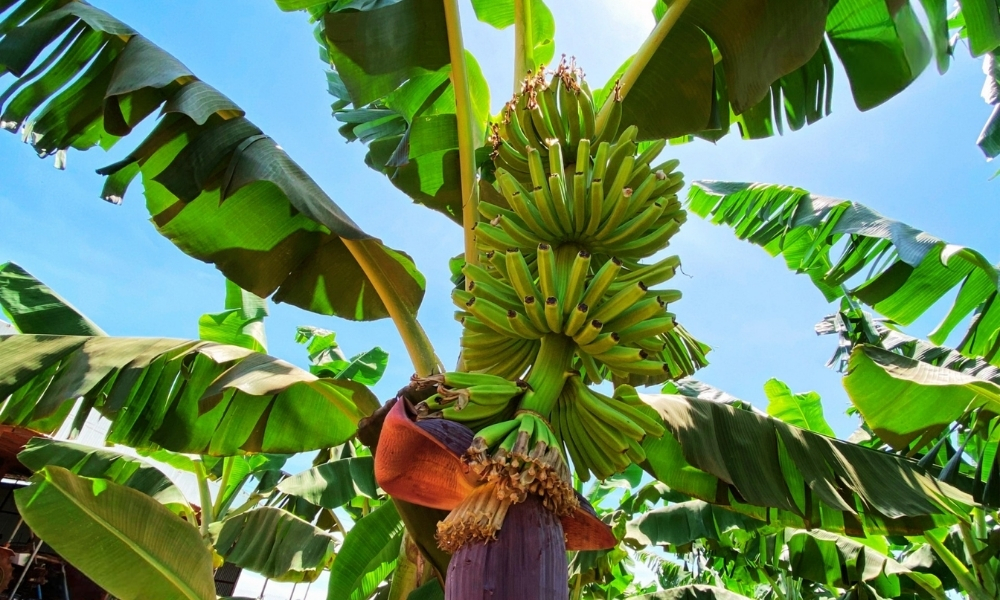 Đặc điểm chung của cây chuối