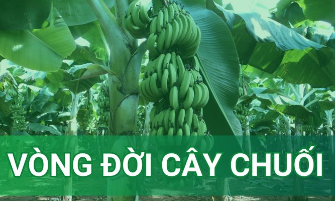 vòng đời cây chuối từ khi trồng đến khi tái sinh