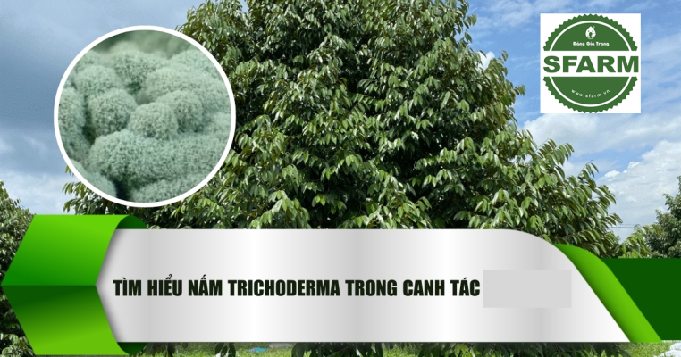 Cách xử lý đất bằng Trichoderma hiệu quả cho mọi loại cây trồng