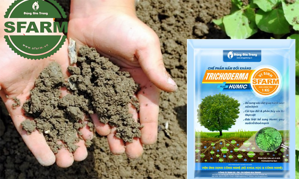 Lưu ý để sử dụng Trichoderma đạt hiệu quả cao