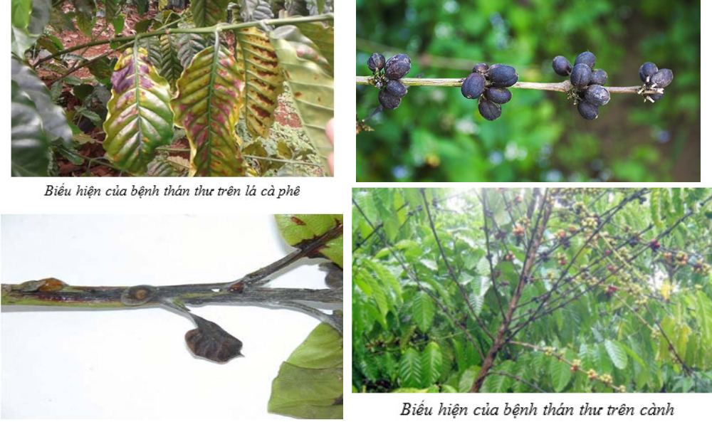 Dấu hiệu nhận biết bệnh thán thư trên từng bộ phận