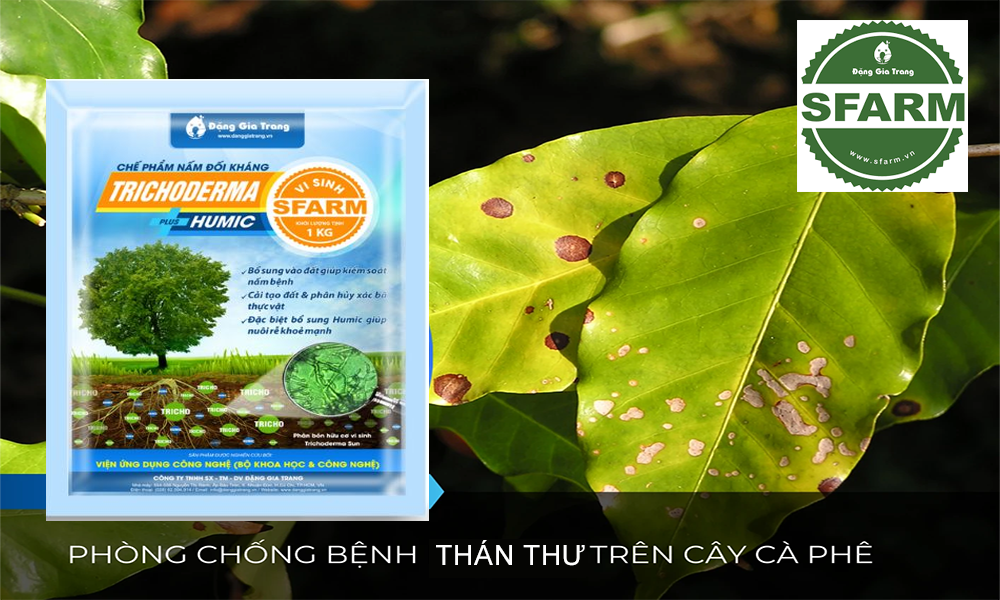 Kết hợp xử lý đất ngộ độc hữu cơ, đất chua