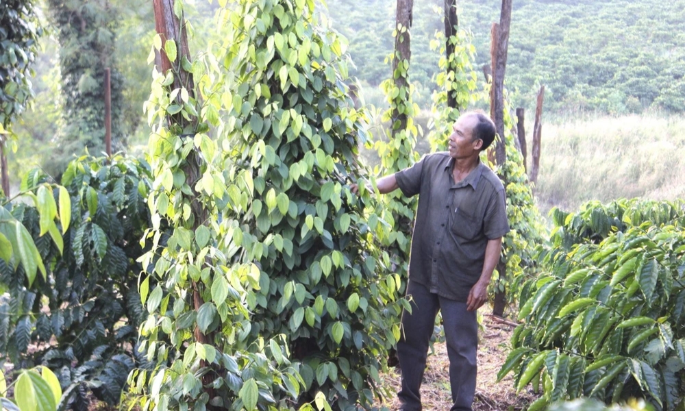 Nhiều nguyên nhân dẫn đến bệnh vàng lá ở cây tiêu 