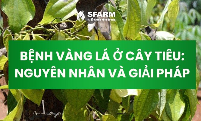 Benh vang la o cay tieu Nguyen nhan va giai phap thumb