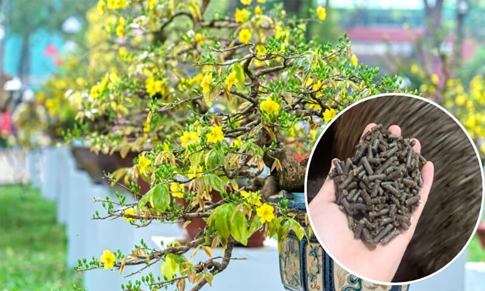 Tại sao nên bón phân gà cho cây mai?