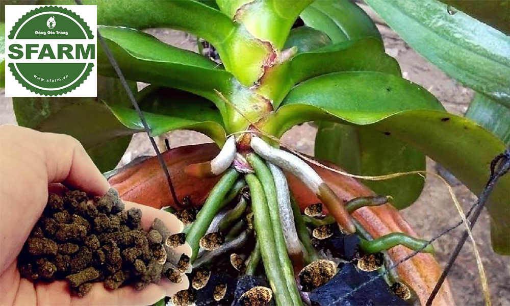 Vì sao phân gà được quan tâm trong chăm sóc hoa lan?