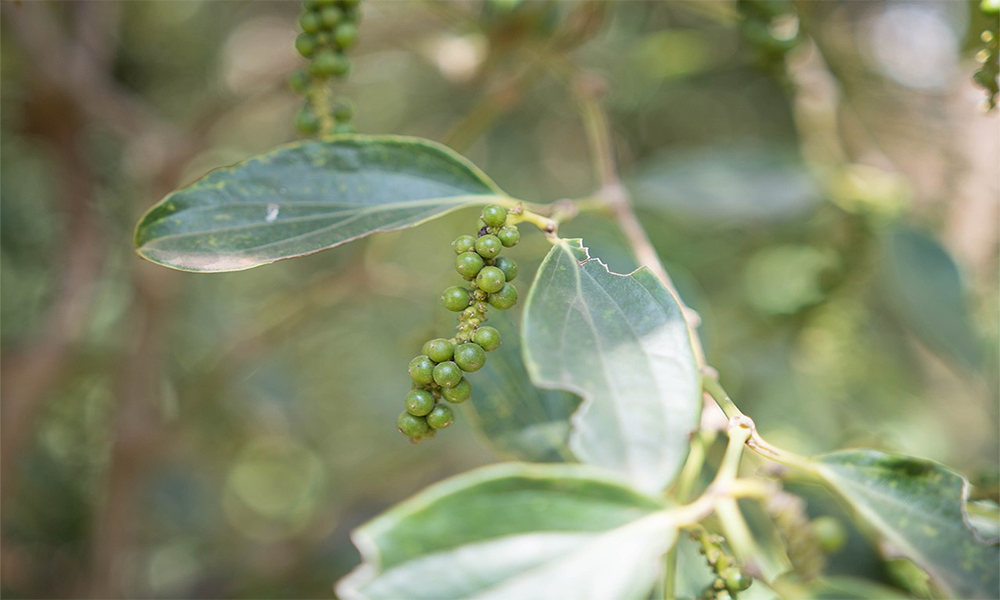 Cách phân loại giống hồ tiêu