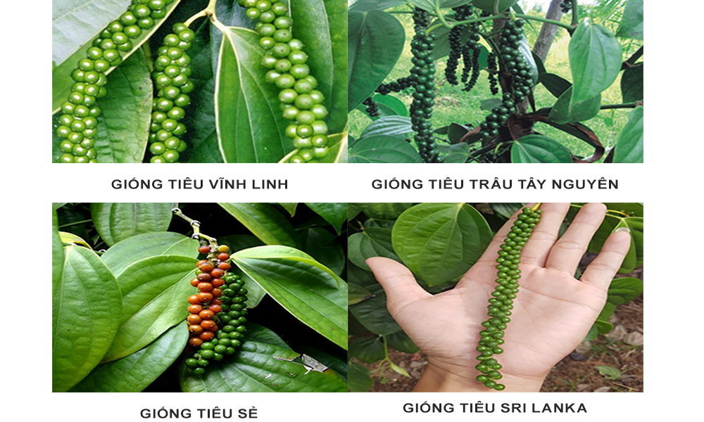 Danh sách các giống hồ tiêu phổ biến 1