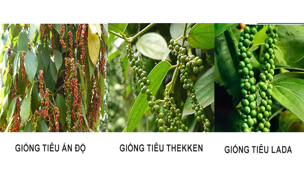 Đặc điểm so sánh giữa các loại giống hồ tiêu