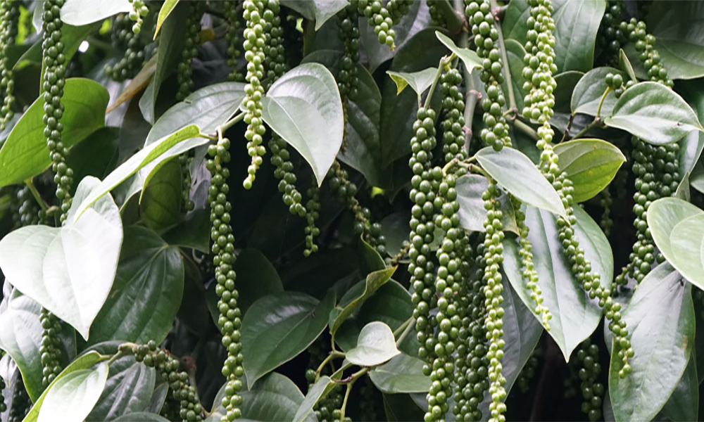 Giới thiệu về cây tiêu Srilanka