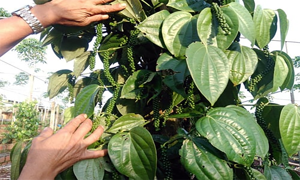 Cây tiêu Srilanka có mấy loại?