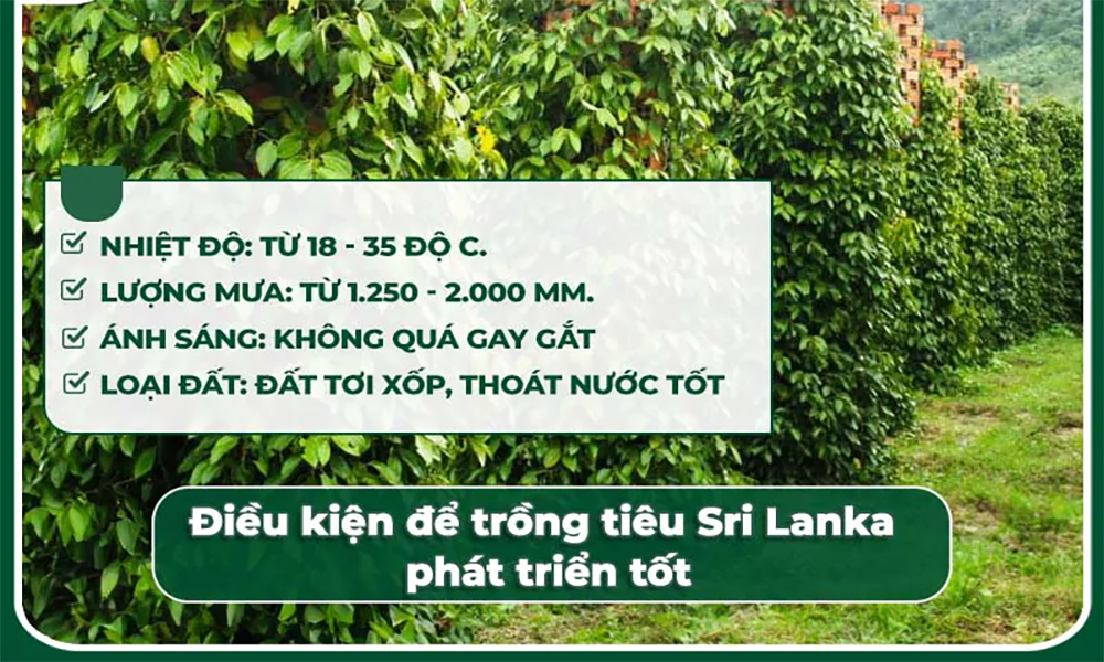 Điều kiện sinh thái để trồng tiêu Srilanka phát triển tốt