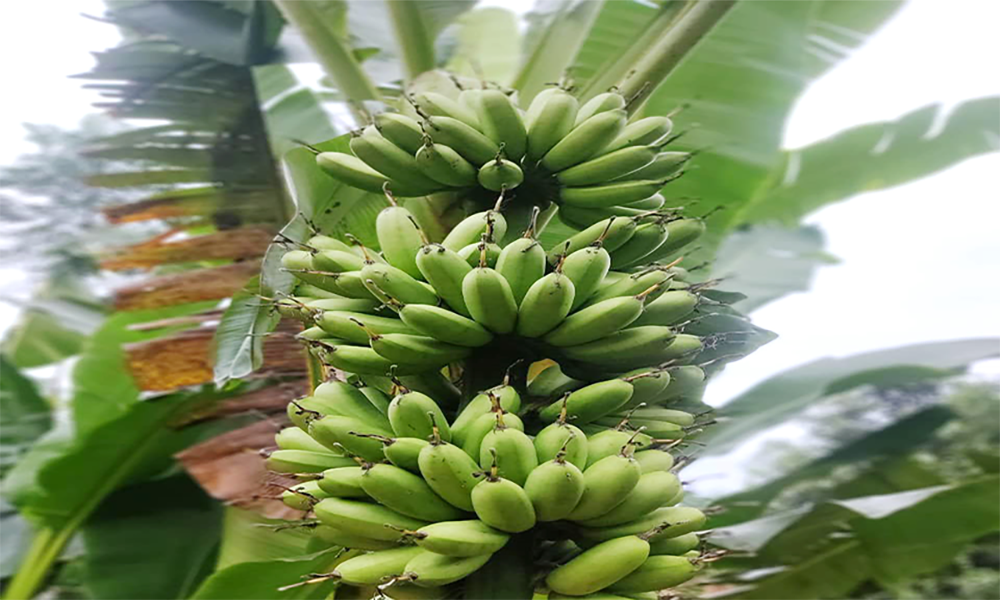 Đặc điểm nổi bật của giống chuối ngự Đại Hoàng