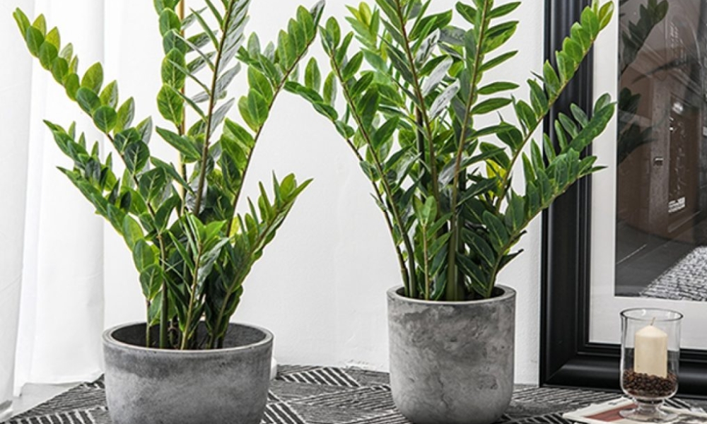 Cần phải xử lý các trường hơp cây kim tiền bị vàng lá, thối thân Cần phải xử lý các trường hơp cây kim tiền bị vàng lá, thối thân