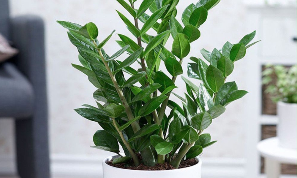 Cắt tỉa và vệ sinh đúng cách sẽ giúp cây kim tiền ra nhiều nhánh đẹp Cắt tỉa và vệ sinh đúng cách sẽ giúp cây kim tiền ra nhiều nhánh đẹp